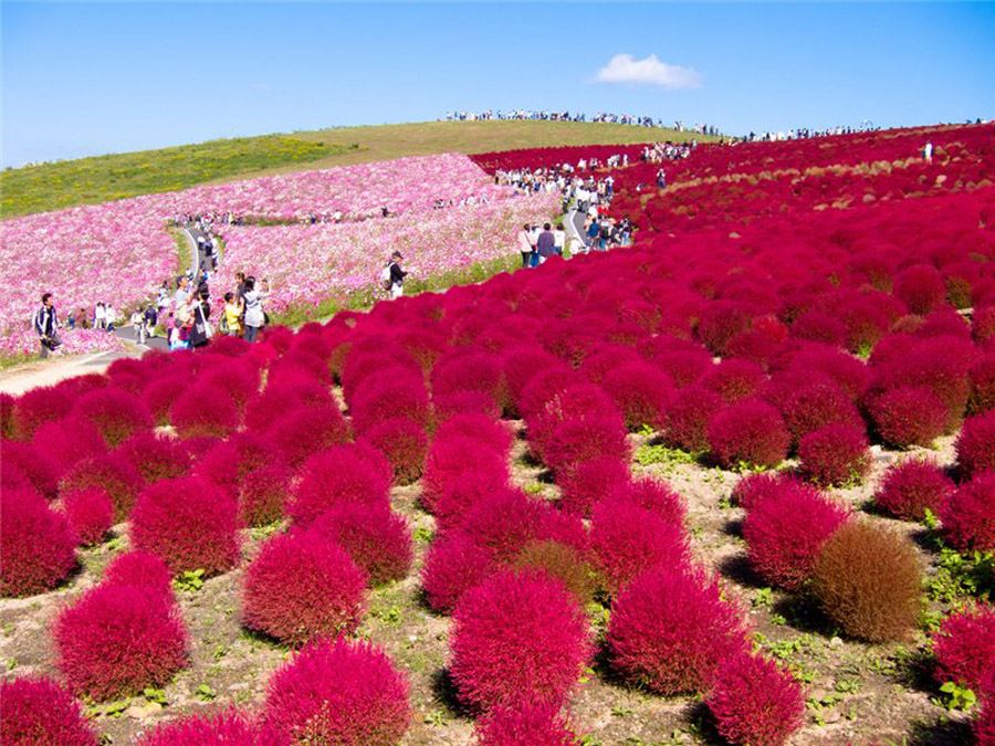 449 Рассветная страна цветов «Hitachi Seaside Park»