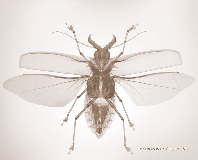 50macrodontia cervicornis Жук Усач Рентгеновский взгляд на мир Ника Визи