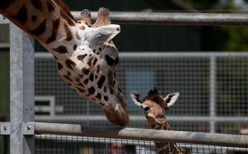 5129 Новорожденный жираф в Бристольском зоопарке