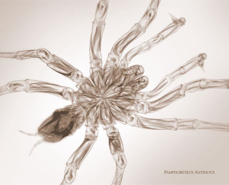 51pamphobeteus antinous Вид тарантула Рентгеновский взгляд на мир Ника Визи