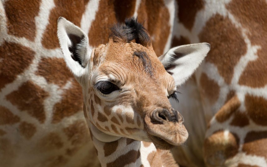 6116 Новорожденный жираф в Бристольском зоопарке