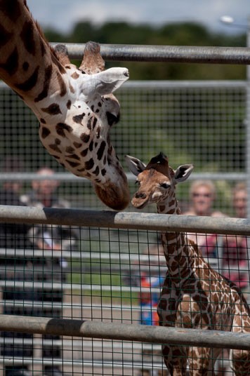 7106 Новорожденный жираф в Бристольском зоопарке