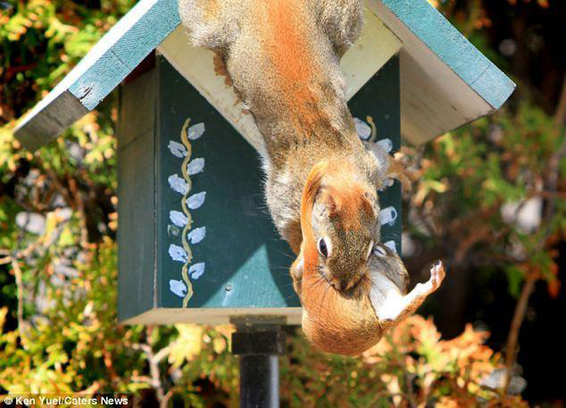 Squirrem Переезд по беличьи: необычные и умилительные кадры канадского натуралиста