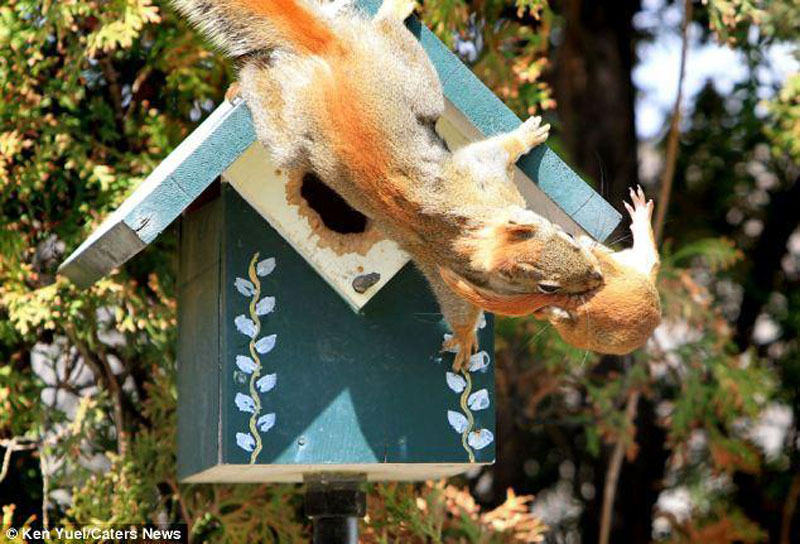 Squirrep Переезд по беличьи: необычные и умилительные кадры канадского натуралиста