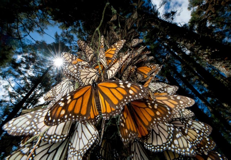 butterfly14 800x553 Миграция бабочек   монархов