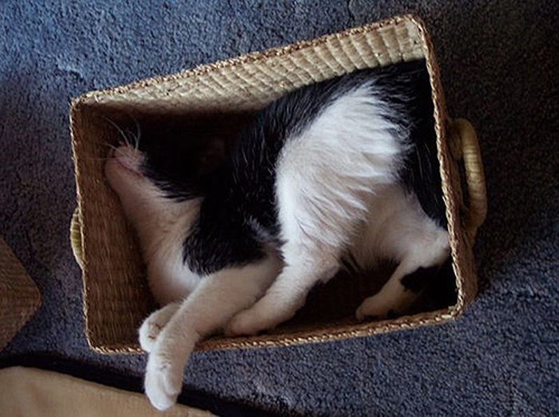 cats 10 25 кошачьих поз для сна