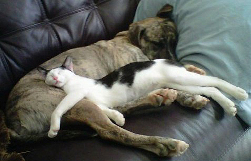 cats 23 25 кошачьих поз для сна