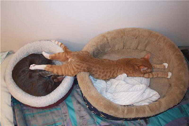 cats 5 25 кошачьих поз для сна