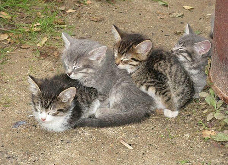 cats 9 25 кошачьих поз для сна