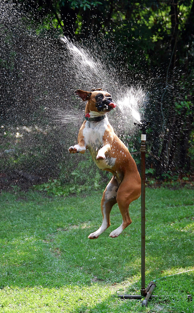 doggywater01 Радостная битва: собаки против брызг