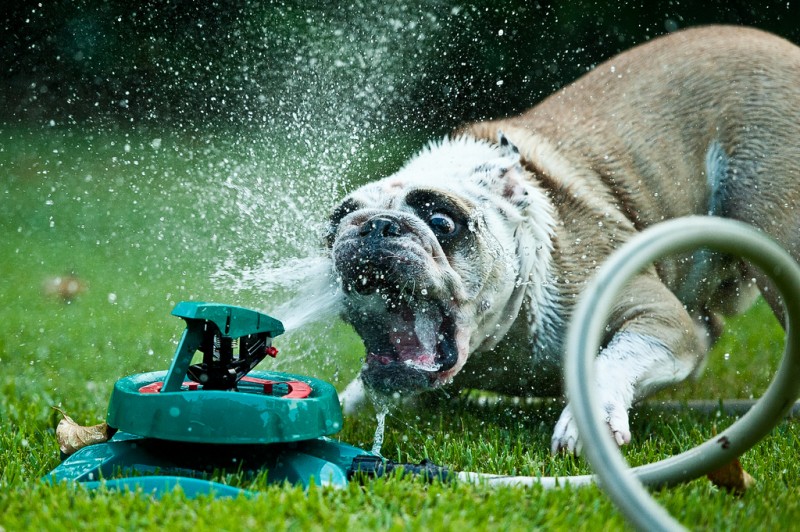 doggywater04 800x532 Радостная битва: собаки против брызг