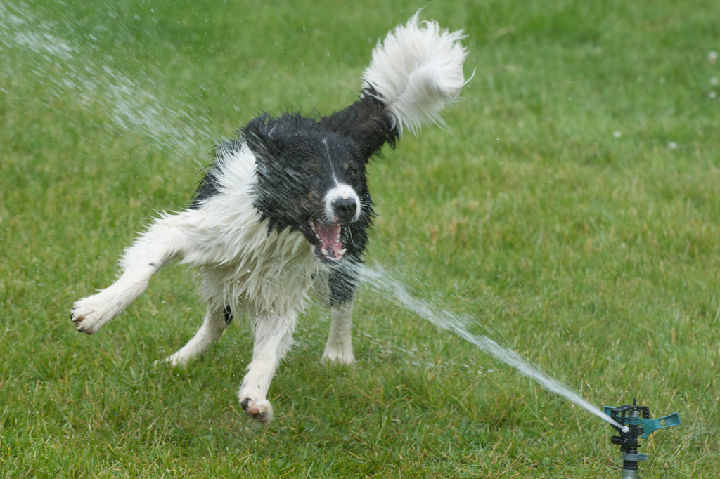 doggywater09  :   