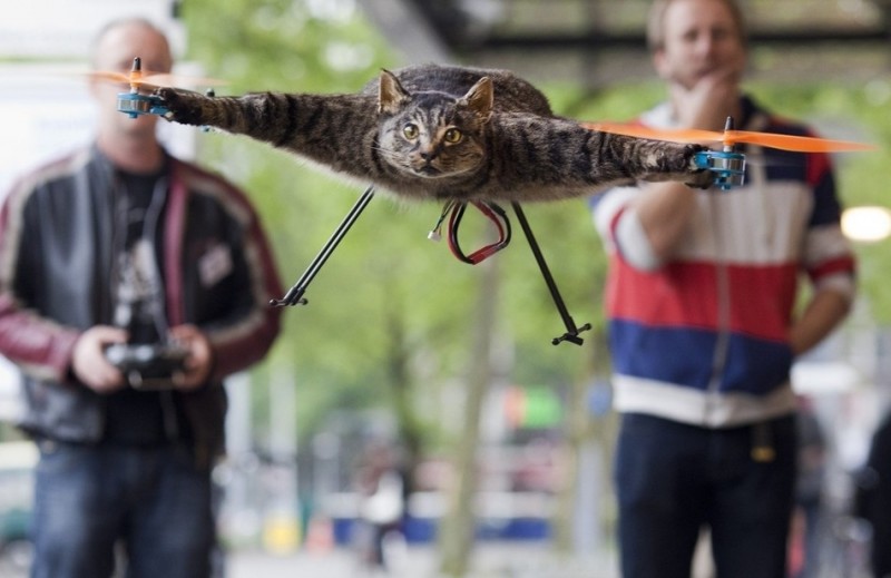 enhancef 800x519 Летающий кот с моторчиками – ужас из Амстердама