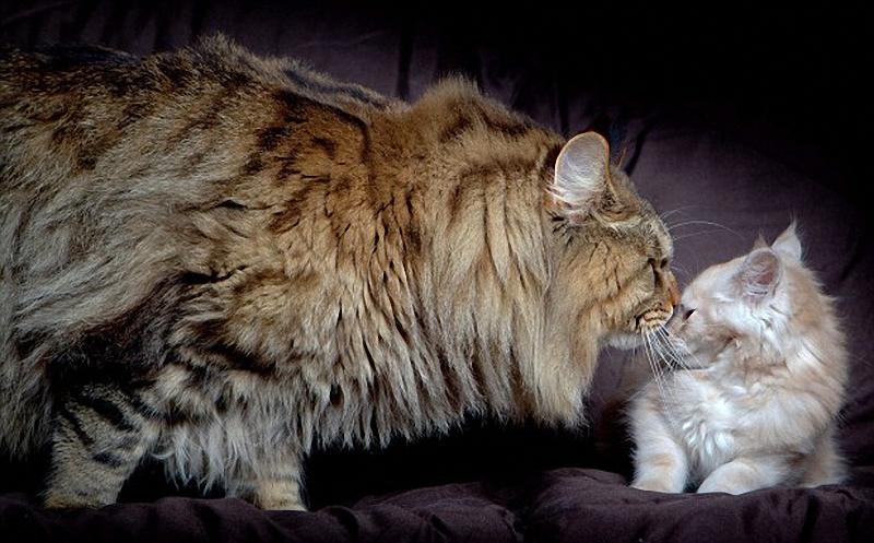 rupert Руперт   самый крупный кот в мире