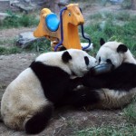 113 800x680 150x150 Как выращивают панд в провинции Сычуань
