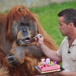 TheOldestOrangutan-0-800x5321-150x150.jp