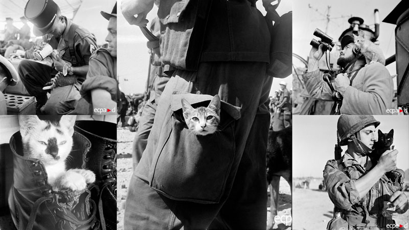 cats Кошки на войне