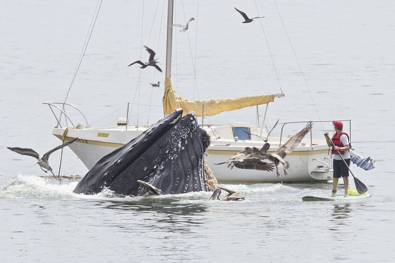 0 8f5b4 1b3d55a7 orig 800x533 Горбатые киты у побережья Калифорнии