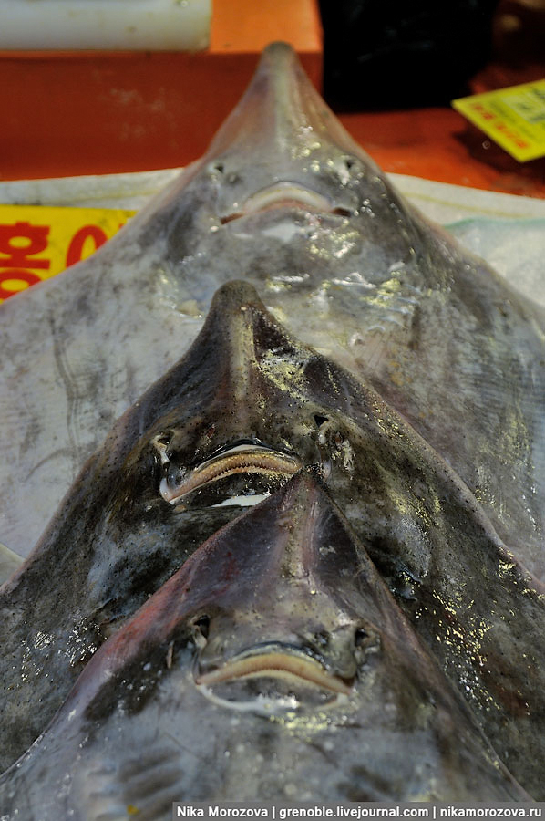 242 Знаменитый рыбный рынок в Сеуле 