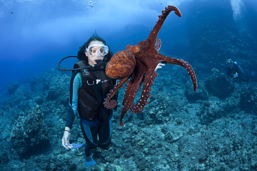 4104 Жизнь в океане подводные фотографии Дэвида Флитэма