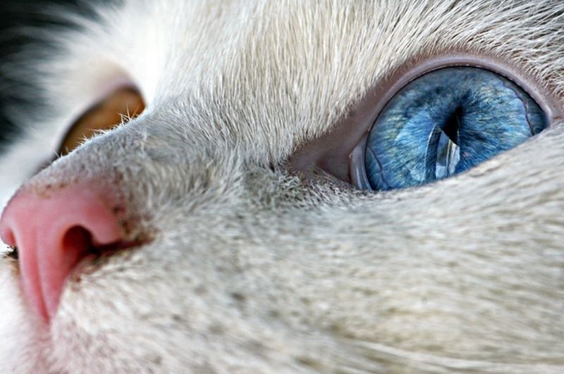 Коты, кошки и милые мордахи - Страница 5 Heterochromia00
