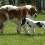 SmallestHourse 1 800x5211 150x150 В США умерла самая большая собака в мире 