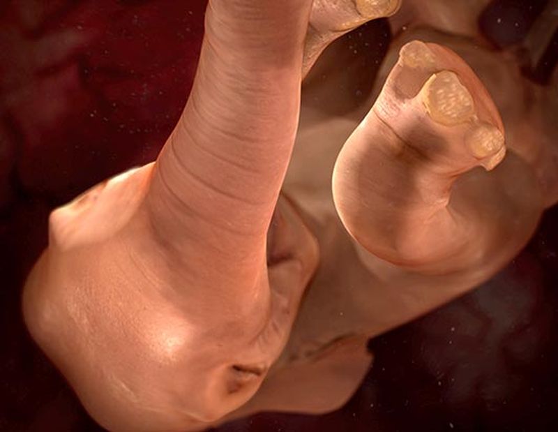 embryo02 Эмбриональные фотографии животных
