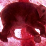 embryo03 150x150 Звериный самострел: Селфи дикой природы для National Geographic