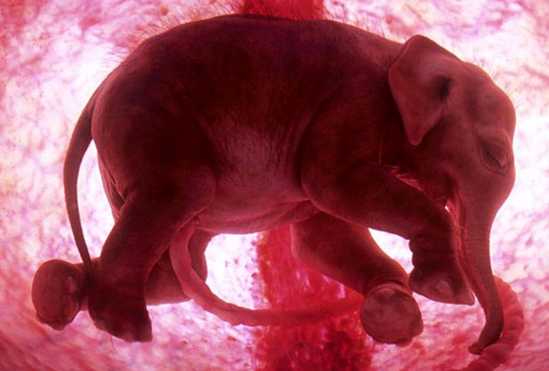 embryo03 Эмбриональные фотографии животных
