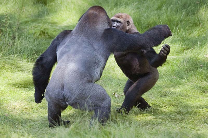 gorillas 1 Трогательная встреча двух братьев горилл после долгой разлуки