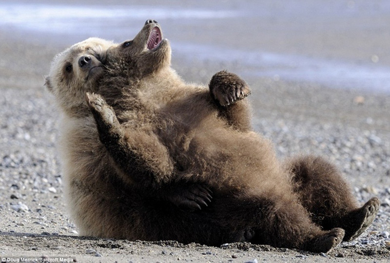 Chill Like A Bear 12 Учимся отдыхать, как медведи