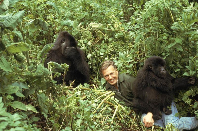 David Attenborough01 Дэвид Аттенборо   пионер документальных фильмов о природе 