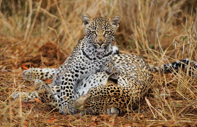 Greg du Toit03 Африканские леопарды в фотографиях Грега дю Туа