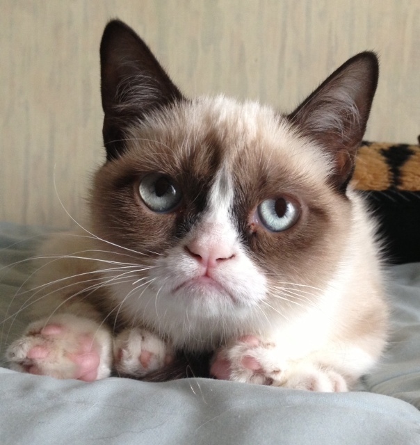 Grumpy Cat 1  Самый сердитый кот Интернета