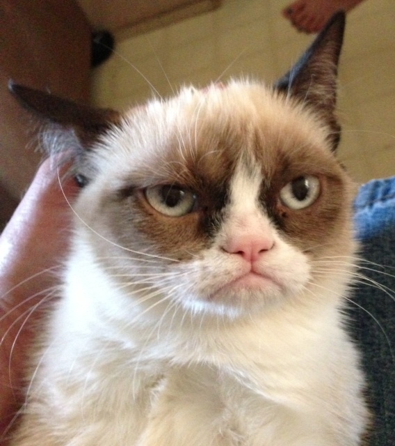 Grumpy Cat 2  Самый сердитый кот Интернета