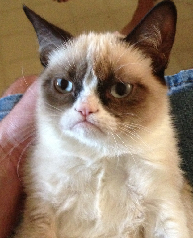 Grumpy Cat 3  Самый сердитый кот Интернета