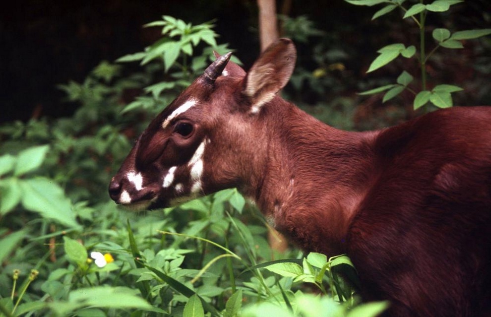 IUCN 15 Животные на грани вымирания