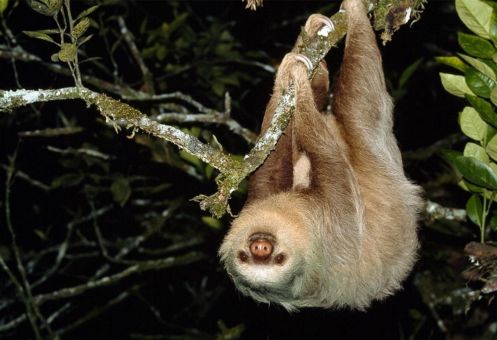 IUCN 5 Животные на грани вымирания