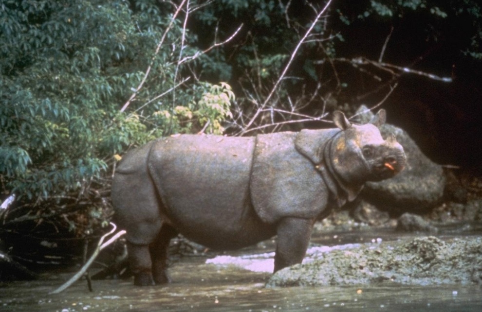IUCN 9 Животные на грани вымирания