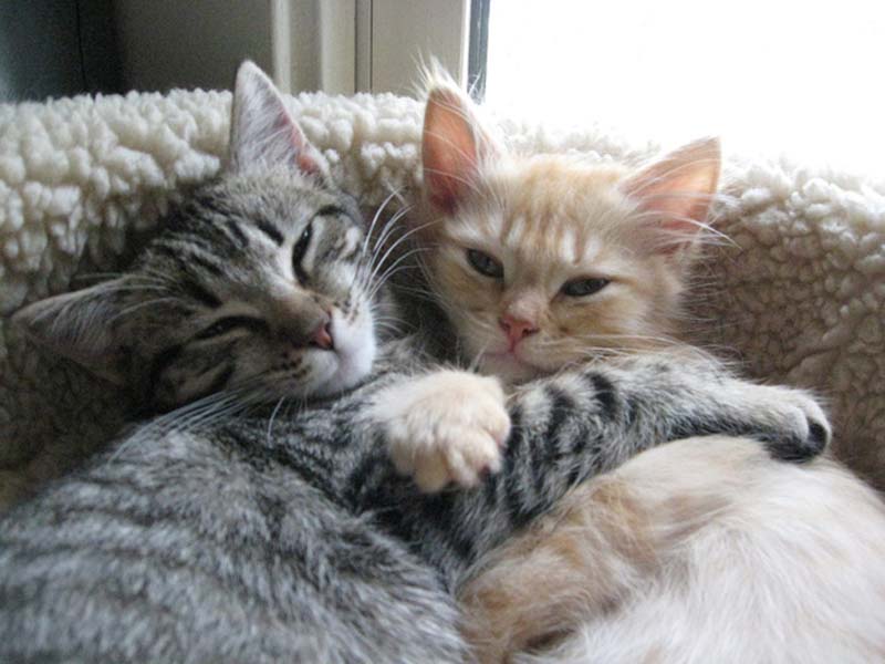 Kitten Hugging Techniques 10 Учимся обниматься у кошек