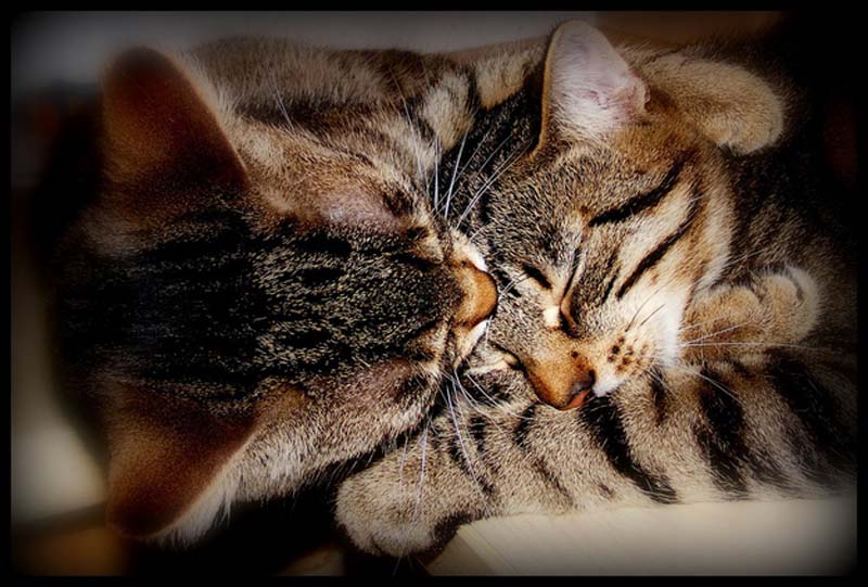 Kitten Hugging Techniques 13 Учимся обниматься у кошек