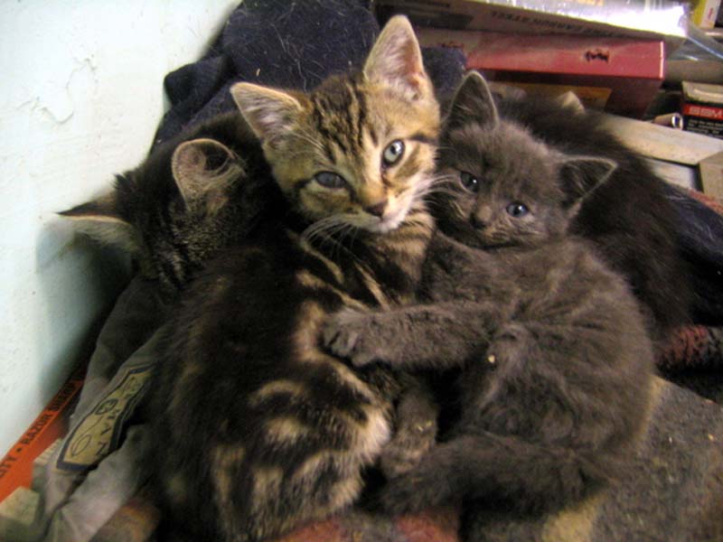 Kitten Hugging Techniques 14 Учимся обниматься у кошек