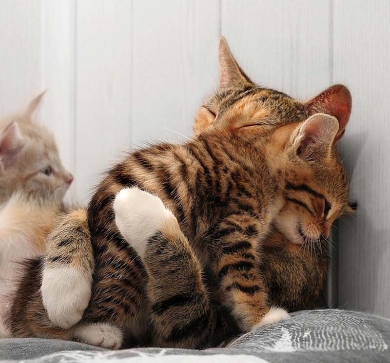 Kitten Hugging Techniques 15 Учимся обниматься у кошек