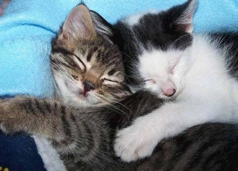 Kitten Hugging Techniques 16 Учимся обниматься у кошек