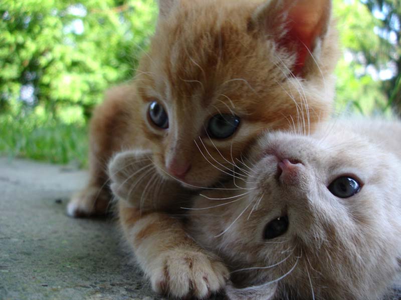 Kitten Hugging Techniques 17 Учимся обниматься у кошек