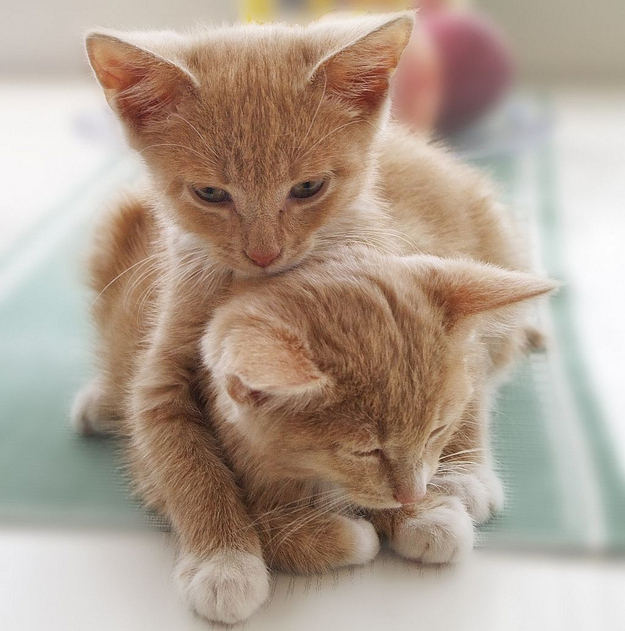Kitten Hugging Techniques 19 Учимся обниматься у кошек