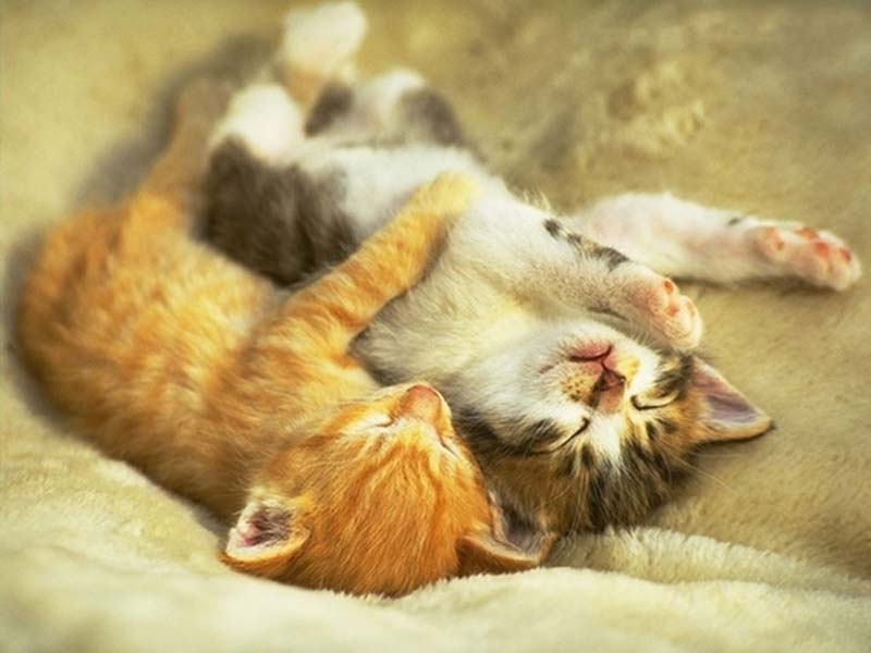 Kitten Hugging Techniques 2 Учимся обниматься у кошек