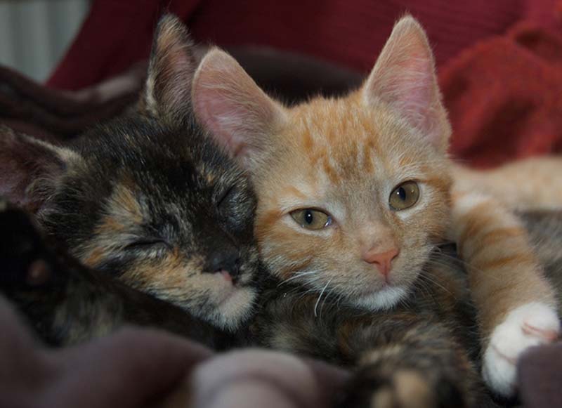 Kitten Hugging Techniques 20 Учимся обниматься у кошек