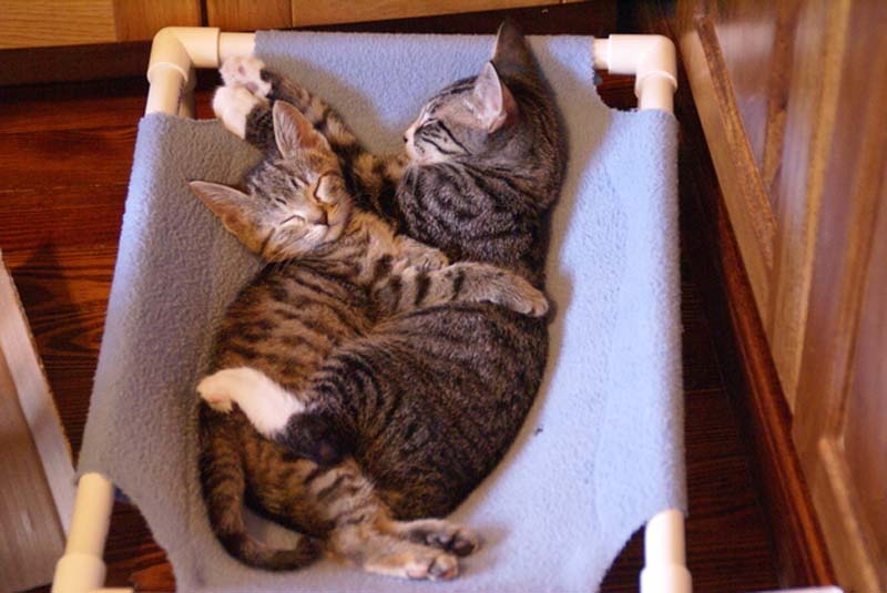 Kitten Hugging Techniques 21 Учимся обниматься у кошек