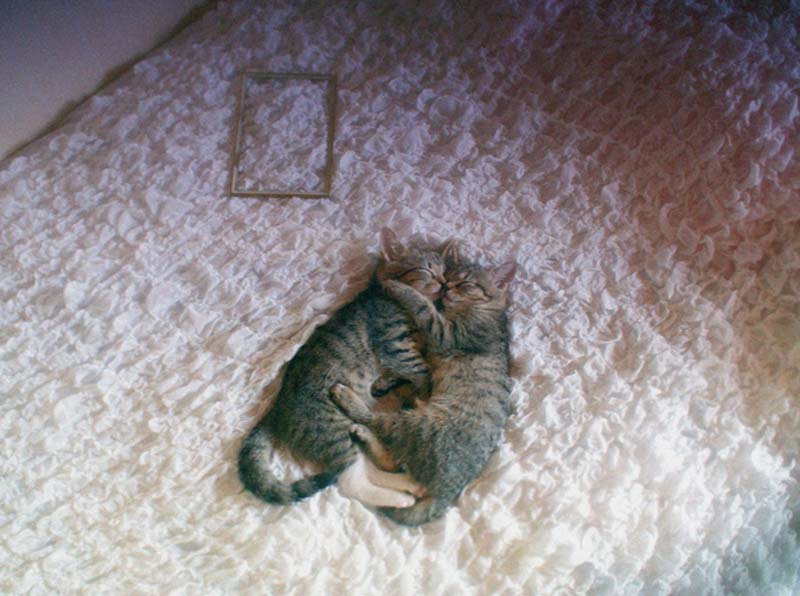 Kitten Hugging Techniques 23 Учимся обниматься у кошек